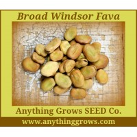 Bean - Broad Bean ~ Windsor Fava